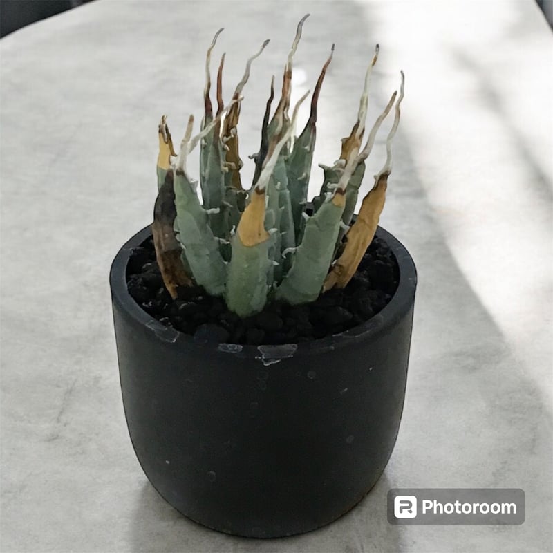 アガベ ユタエンシス エボリスピナ（（USA株）発根済み ①