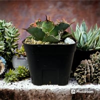 アガベ チタノタ ローズ | HARENOHI-PLANTS