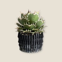 アガベ ユタエンシス エボリスピナ実生5年目-1 | HARENOHI-PLANTS