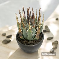 アガベ チタノタ アザラシ（海豹） | HARENOHI-PLANTS