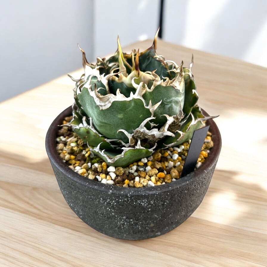 アガベ チタノタ 白鯨 特選2 | HARENOHI-PLANTS