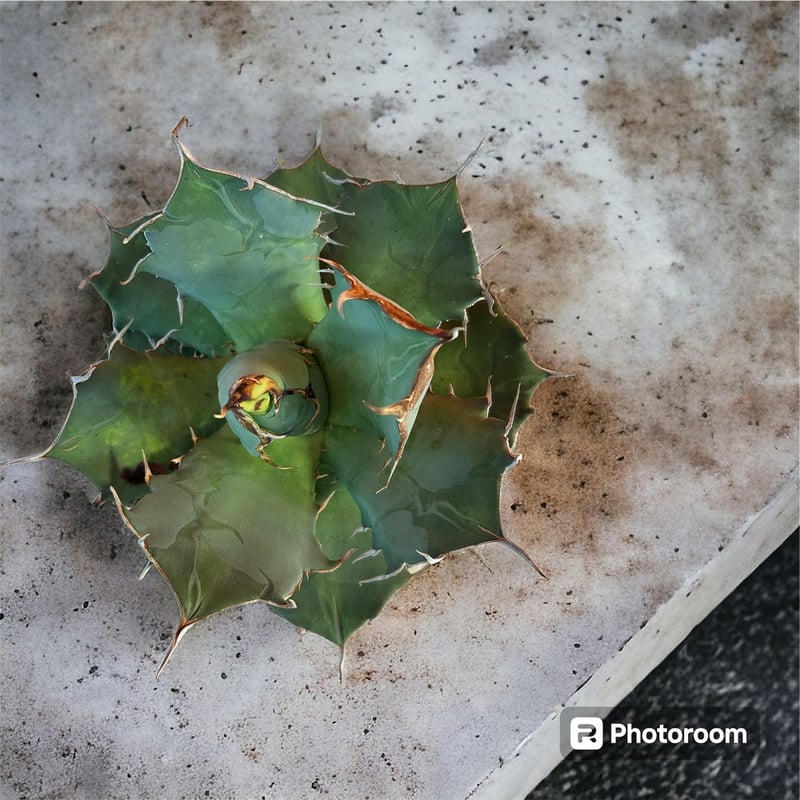 アガベ　チタノタ　FO-076 ボール型大株　最終値下げ価格 アガベ チタノタ FO-076大株 | HARENOHI-PLANTS