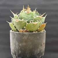 アガベ チタノタ ハゲワシ | HARENOHI-PLANTS
