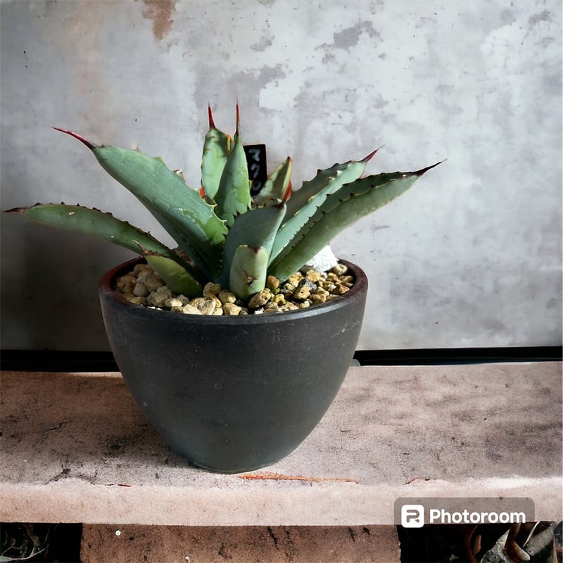 アガベ マクロアカンサ | HARENOHI-PLANTS