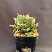 アガベ チタノタ ジャガーノート純血（破壊神） | HARENOHI-PLANTS