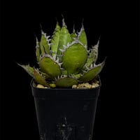 アガベ チタノタ シーザー 選抜（スーパーシーザー） | HARENOHI-PLANTS