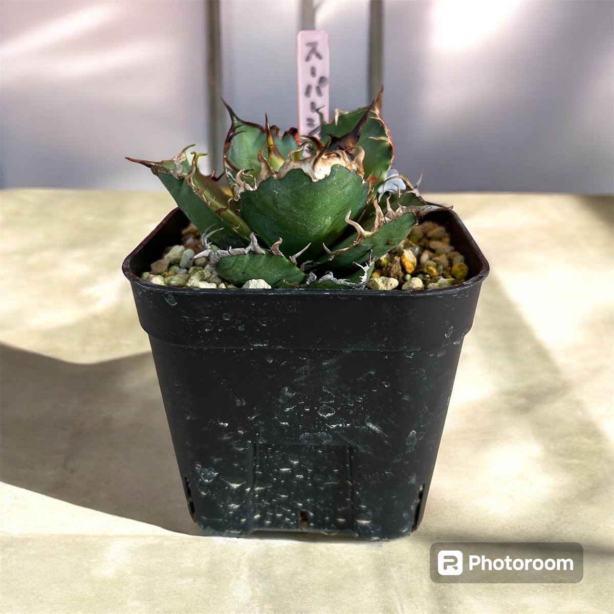 \"super Seasar\" スーパーシーザー Agave titanota 