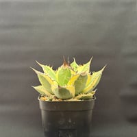 アガベ ユタエンシス エボリスピナ実生5年目-2 | HARENOHI-PLANTS