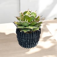 アガベ ユタエンシス エボリスピナ（（USA株）発根済み 大株1