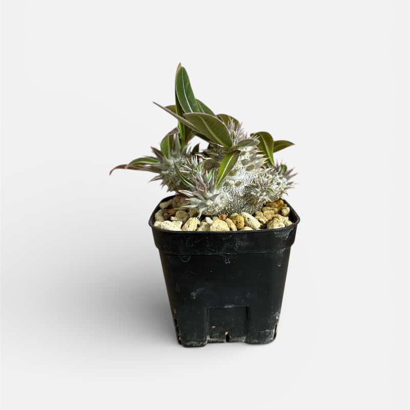 パキポディウム デンシカウレ（恵比寿大黒） | HARENOHI-PLANTS