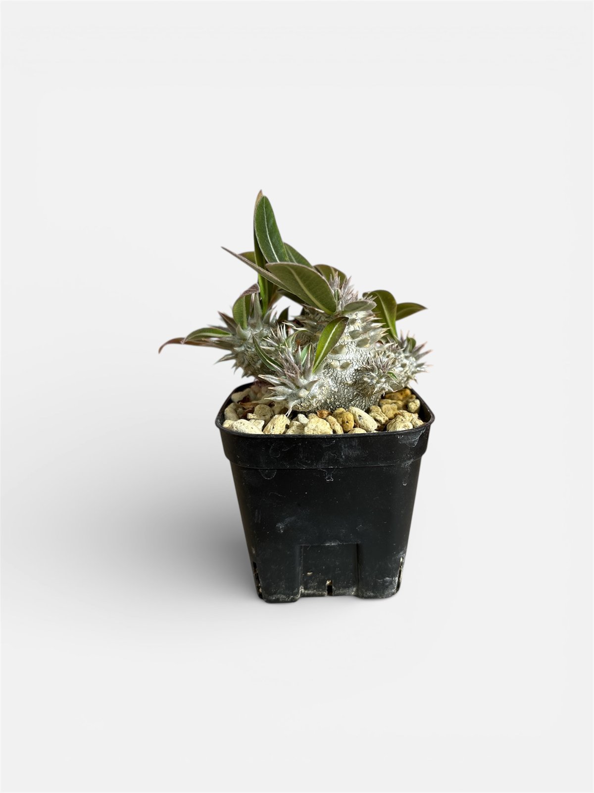 パキポディウム デンシカウレ（恵比寿大黒） | HARENOHI-PLANTS