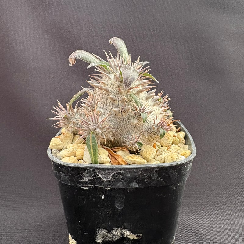 パキポディウム デンシカウレ（恵比寿大黒） | HARENOHI-PLANTS
