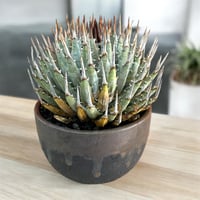アガベ ユタエンシス エボリスピナ実生5年目-1 | HARENOHI-PLANTS