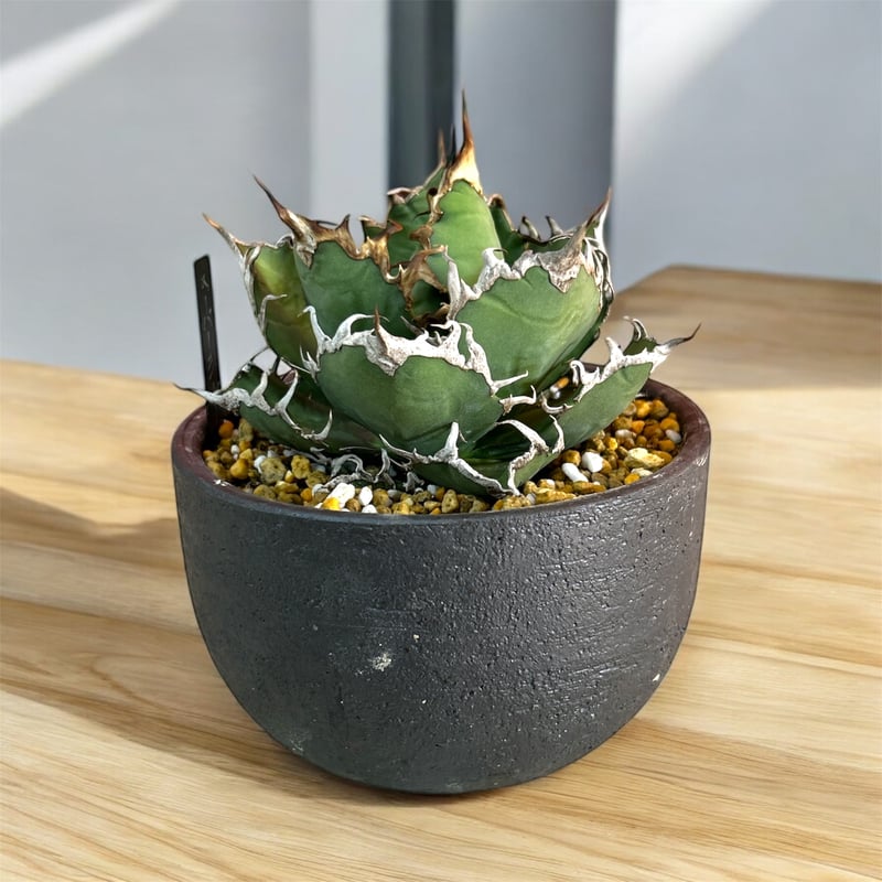 アガベ チタノタ スーパーシーザー 特選 | HARENOHI-PLANTS