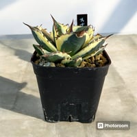 アガベ ユタエンシス エボリスピナ（（USA株）発根済み 大株1