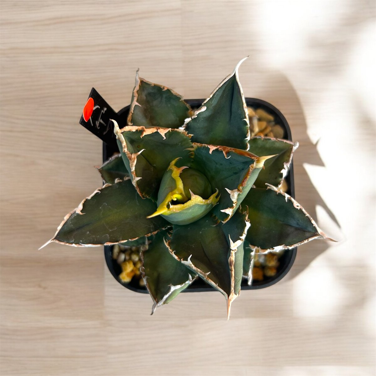 アガベ チタノタ ハゲワシ | HARENOHI-PLANTS