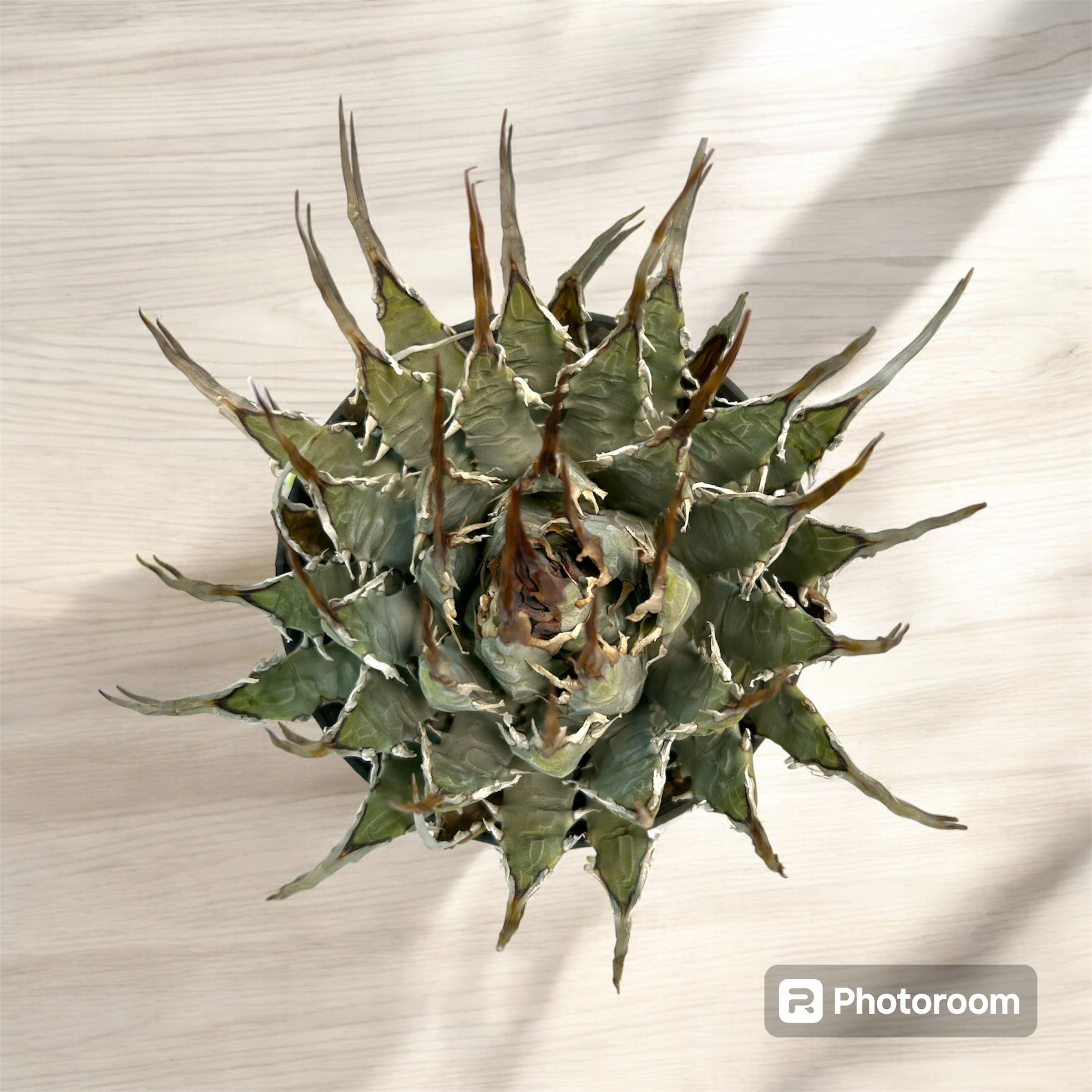 アガベ ユタエンシス エボリスピナ（（USA株）発根済み | HARENOHI-PLANTS
