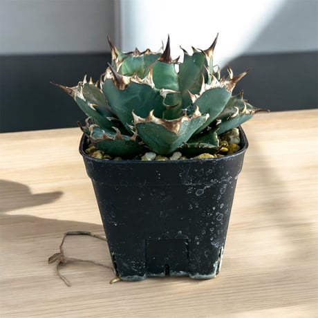 アガベ姫厳竜 | STORES