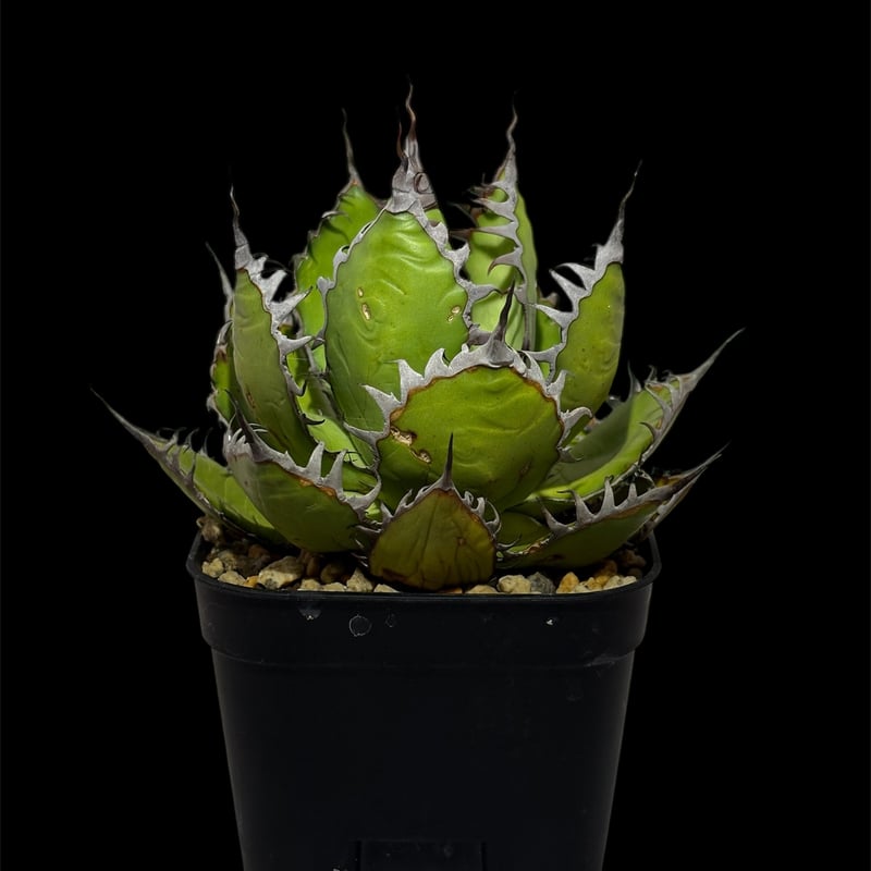 アガベ ホリダ ボールタイプ 陽炎コンパクト | HARENOHI-PLANTS