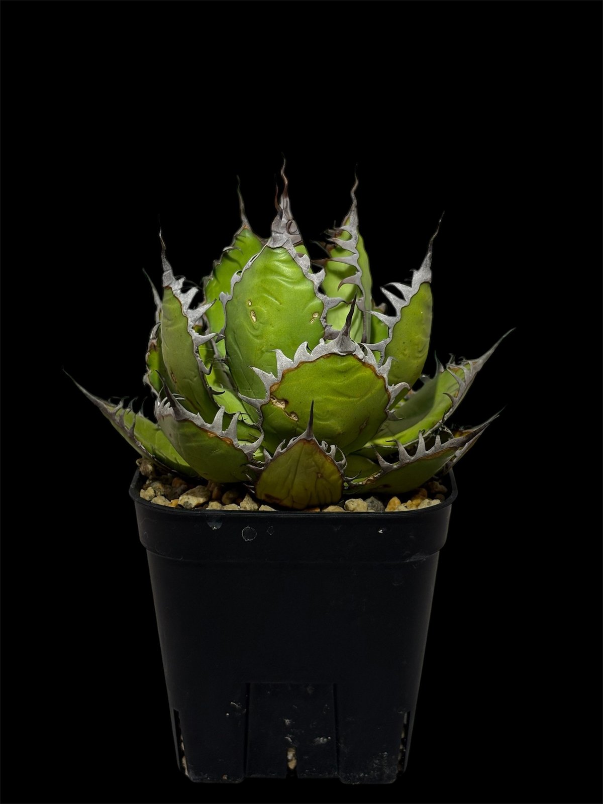 アガベ ホリダ ボールタイプ 陽炎コンパクト | HARENOHI-PLANTS