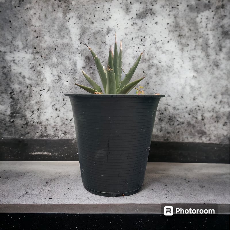 多肉植物　アガベ　ユタエンシス　エボリスピナ　　実生　5年 アガベ ユタエンシス エボリスピナ実生5年目-2 | HARENOHI-PLANTS