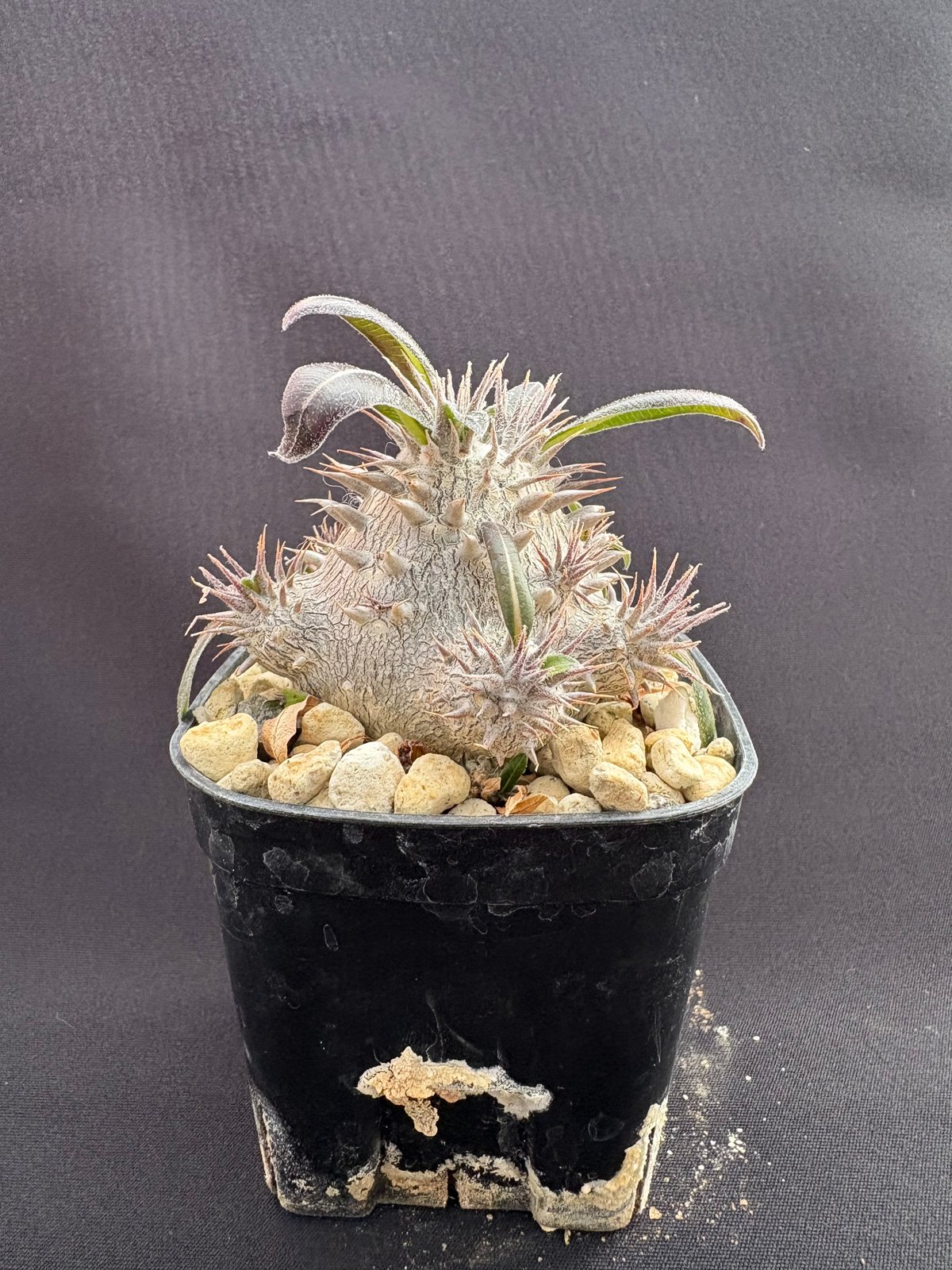 パキポディウム デンシカウレ（恵比寿大黒） | HARENOHI-PLANTS