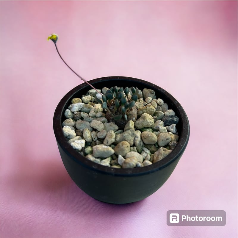 ピグマエア オトンナ | HARENOHI-PLANTS