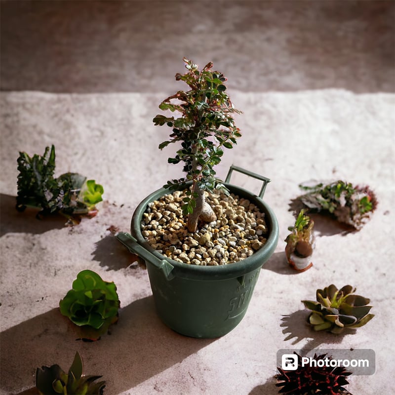 パキコルムス ディスカラー（象の木） | HARENOHI-PLANTS