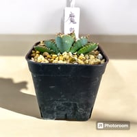 アガベ チタノタ シーザー 選抜（スーパーシーザー） | HARENOHI-PLANTS