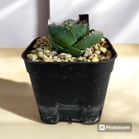 アガベ ユタエンシス エボリスピナ陽炎（（USA株）発根済み | HARENOHI