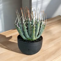 アガベ ユタエンシス エボリスピナ（（USA株）発根済み 大株1