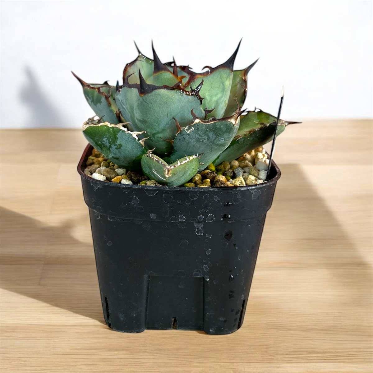 アガベ チタノタ クロサイ（黒犀牛） ラスト1個 | HARENOHI-PLANTS