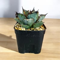 コレクション株　アガベ　チタノタ　fo-076 balltype 大株 コレクション株 アガベ チタノタ fo-076 balltype 大株 - メルカリ