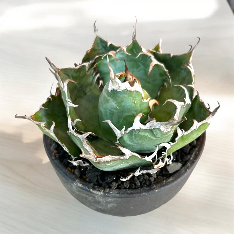 アガベ チタノタ 白鯨 | HARENOHI-PLANTS