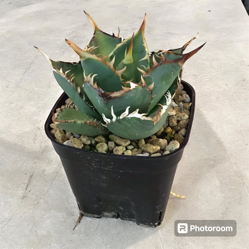 アガベ チタノタ ノーネーム（トップ長め） | HARENOHI-PLANTS