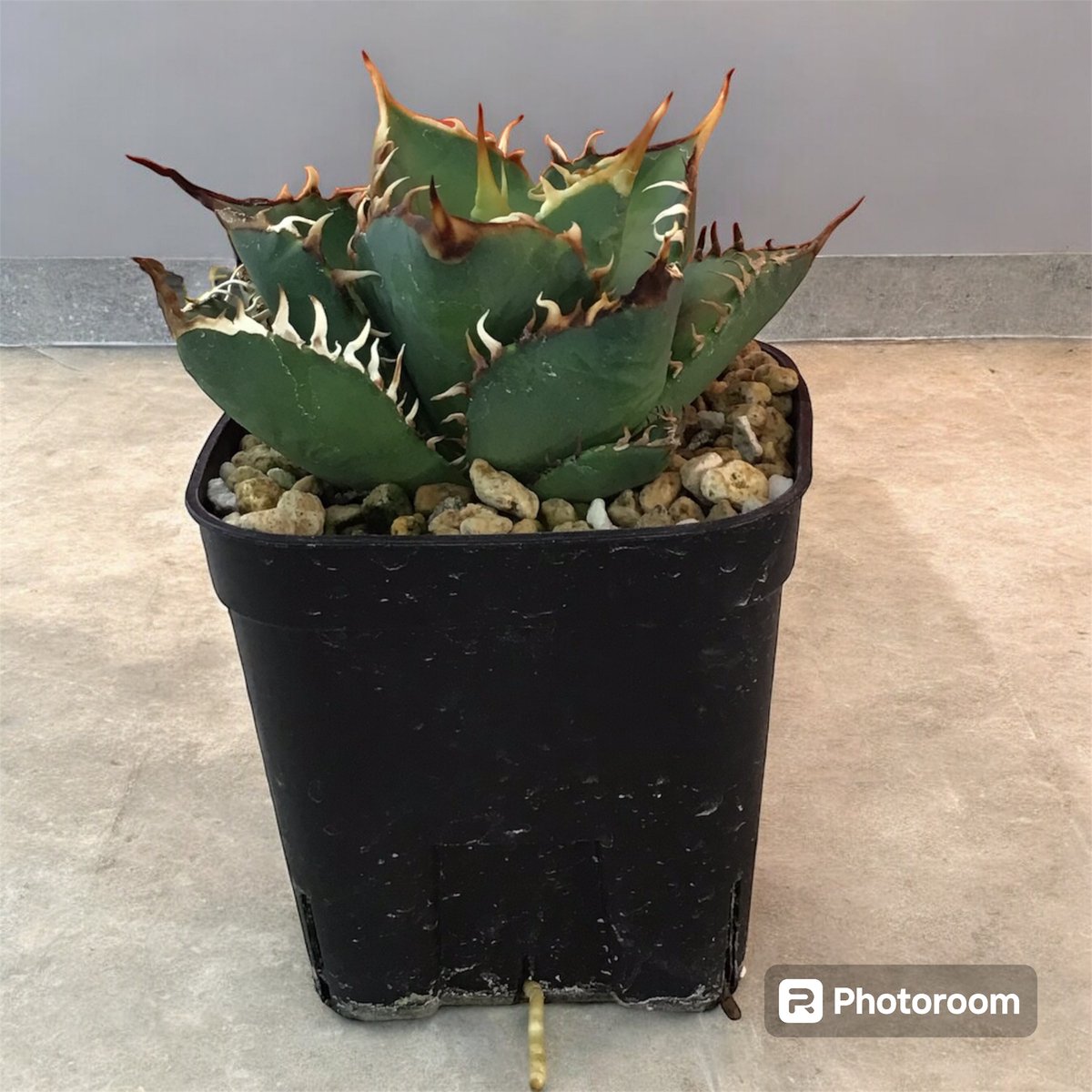 アガベ チタノタ ノーネーム（トップ長め） | HARENOHI-PLANTS