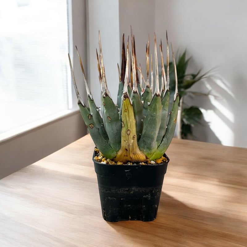 特別価格！アガベ ユタエンシス エボリスピナ（（USA株）発根済み 中株