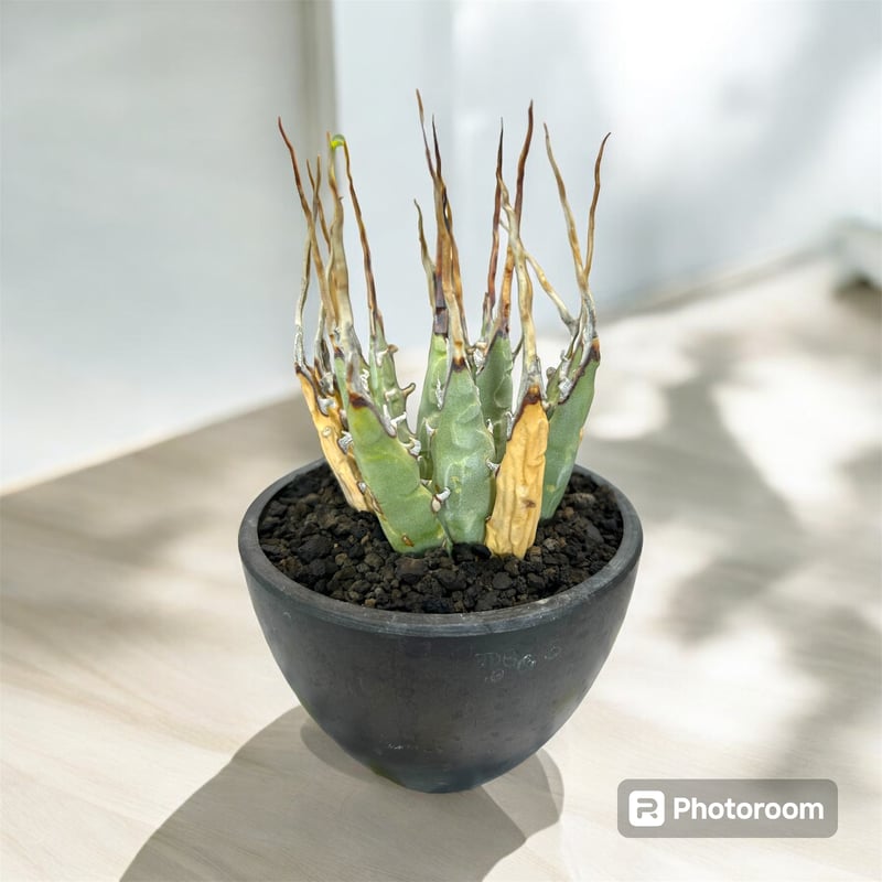 112 アガベ ユタエンシス エボリスピナ 大株 太刺 112 アガベ ユタエンシス エボリスピナ 大株 太刺 - メルカリ