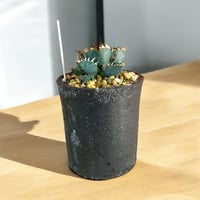 アガベ チタノタ アザラシ（海豹） | HARENOHI-PLANTS