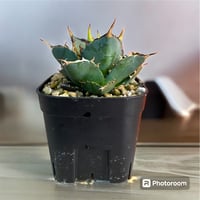 アガベ ユタエンシス エボリスピナ実生5年目-2 | HARENOHI-PLANTS