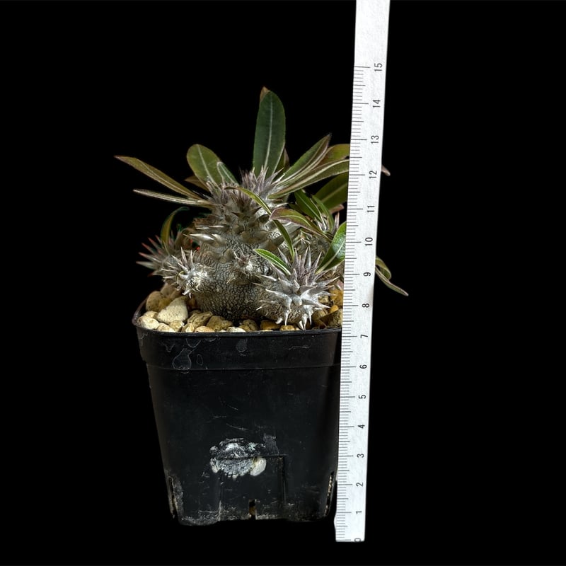 パキポディウム デンシカウレ（恵比寿大黒） | HARENOHI-PLANTS