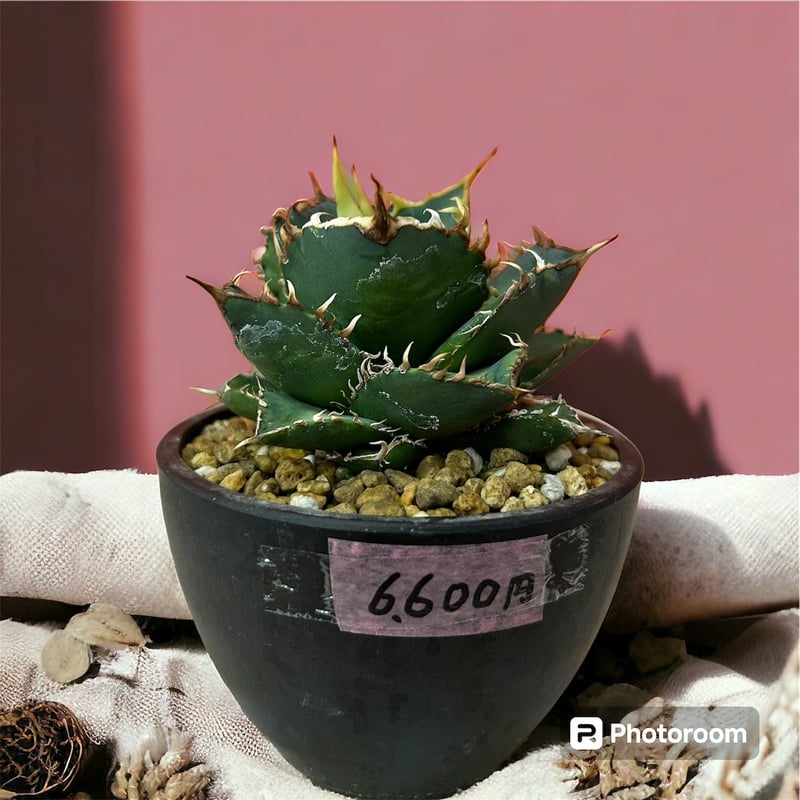 アガベ チタノタ FO-076 アガベ チタノタ FO-76 | hanayoshi-botanical