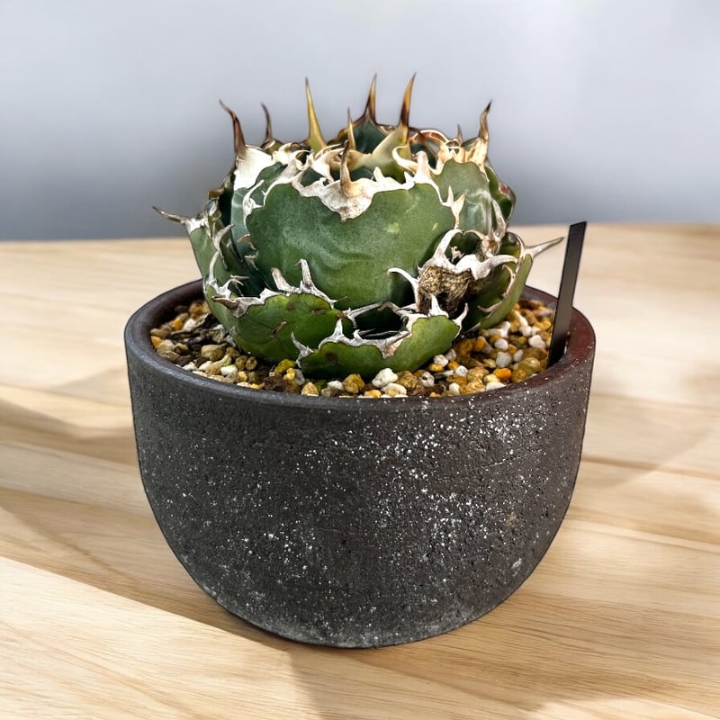 アガベ チタノタ 白鯨 特選2 | HARENOHI-PLANTS