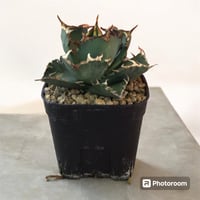 アガベ チタノタ ローズ 特大 F9502】残り在庫わずか！極上特大株