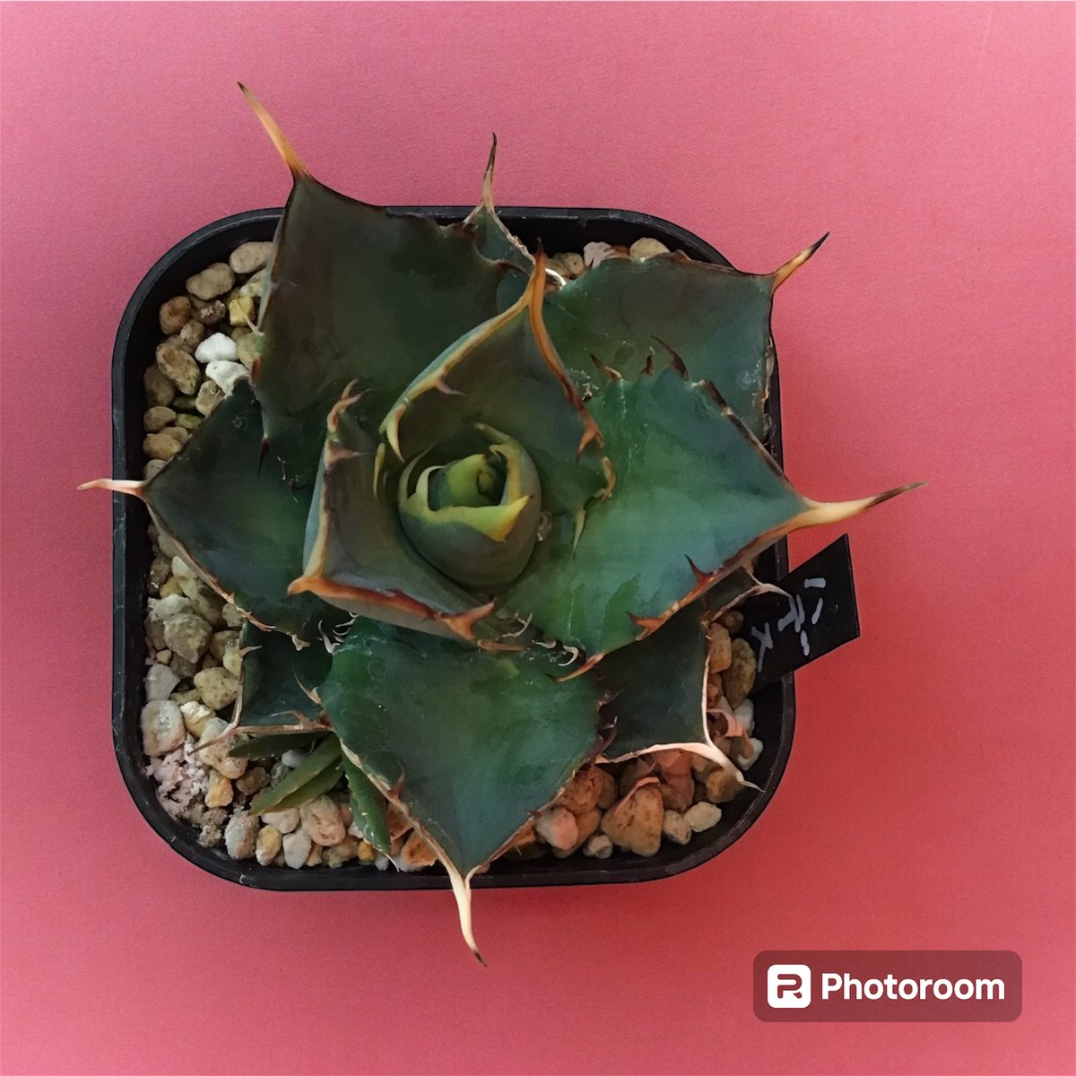 アガベ チタノタ ハデス （選抜No.1） | HARENOHI-PLANTS