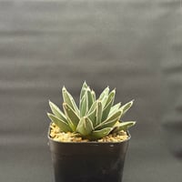 アガベ チタノタ ローズ | HARENOHI-PLANTS
