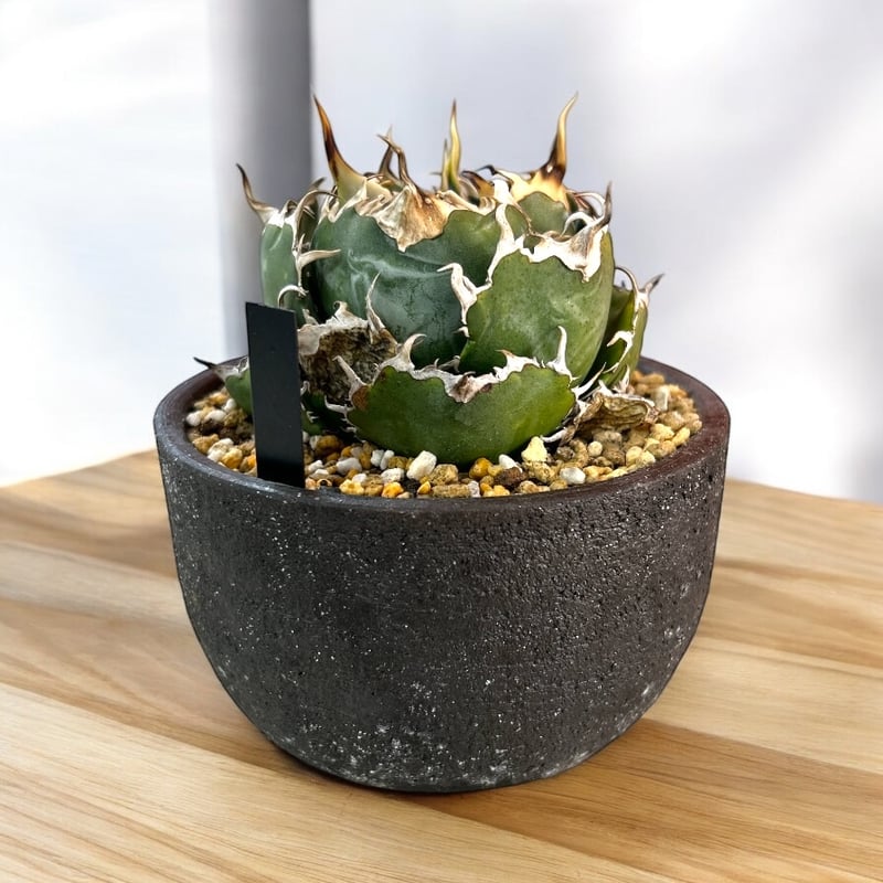 アガベ チタノタ 白鯨 特選2 | HARENOHI-PLANTS