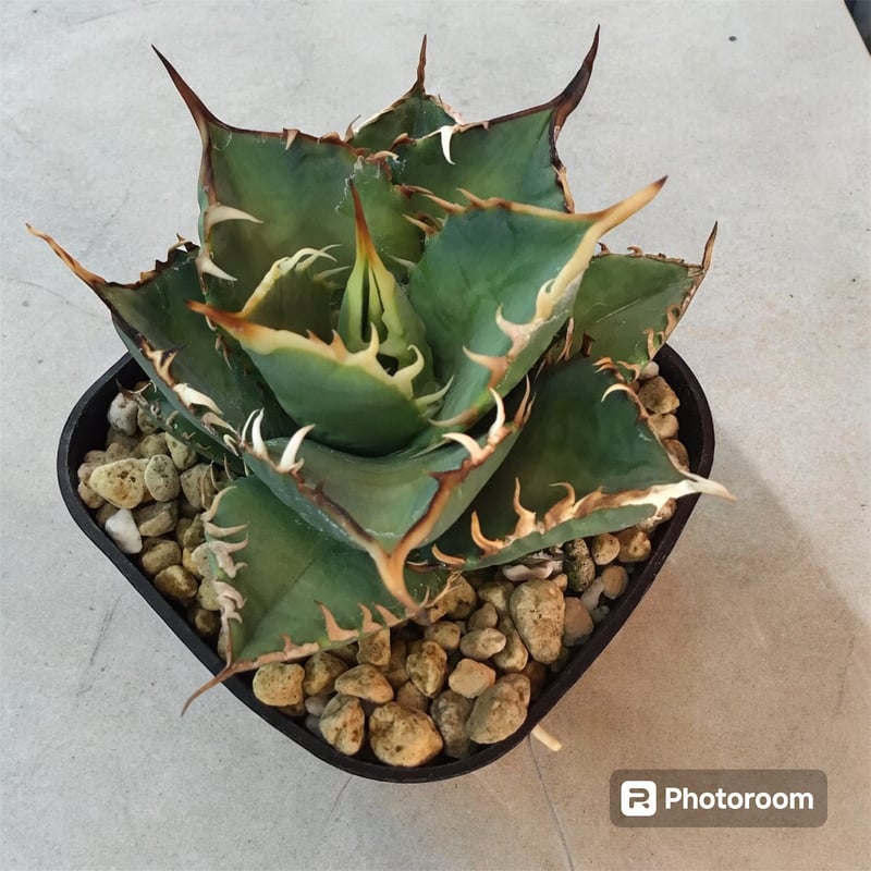 アガベ チタノタ ノーネーム（トップ長め） | HARENOHI-PLANTS