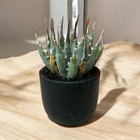 アガベ チタノタ 狂戦士（バーサーカー） ラスト1個 | HARENOHI-PLANTS