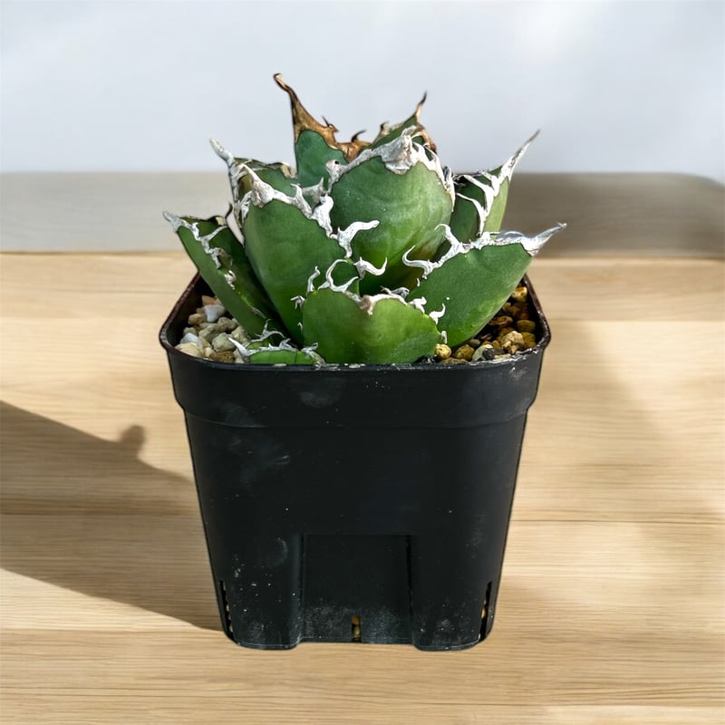 アガベ チタノタ スーパーシーザー | HARENOHI-PLANTS アガベ チタノタ スーパーシーザー | HARENOHI-PLANTS